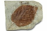 Fossil Leaf (Beringiaphyllum) - Montana #305922-1